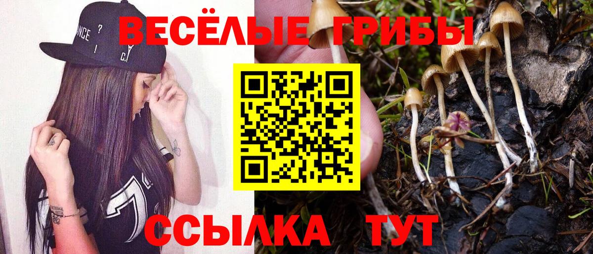 Псилоцибиновые грибы Psilocybe Ачхой-Мартан
